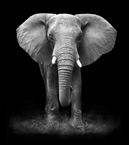 Elephant Walking B&W Photograph Print 100% Australian Made