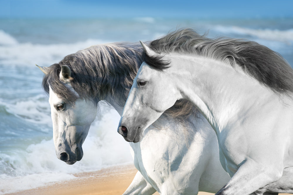 White Horse Couple on Shoreline Print 100% Australian Made