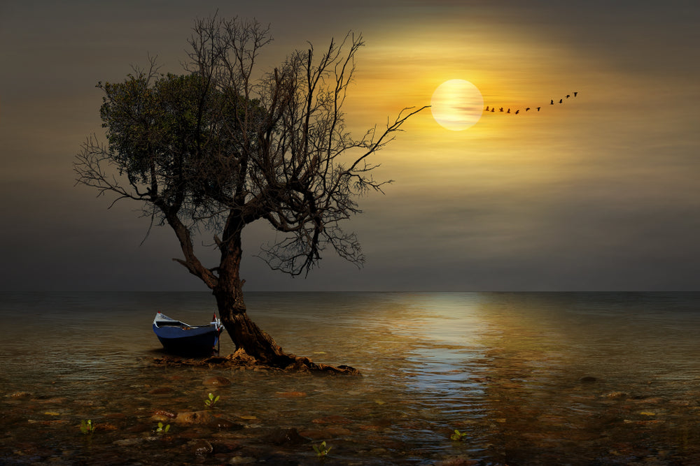 Boat & Tree in Sea Night Photograph Print 100% Australian Made