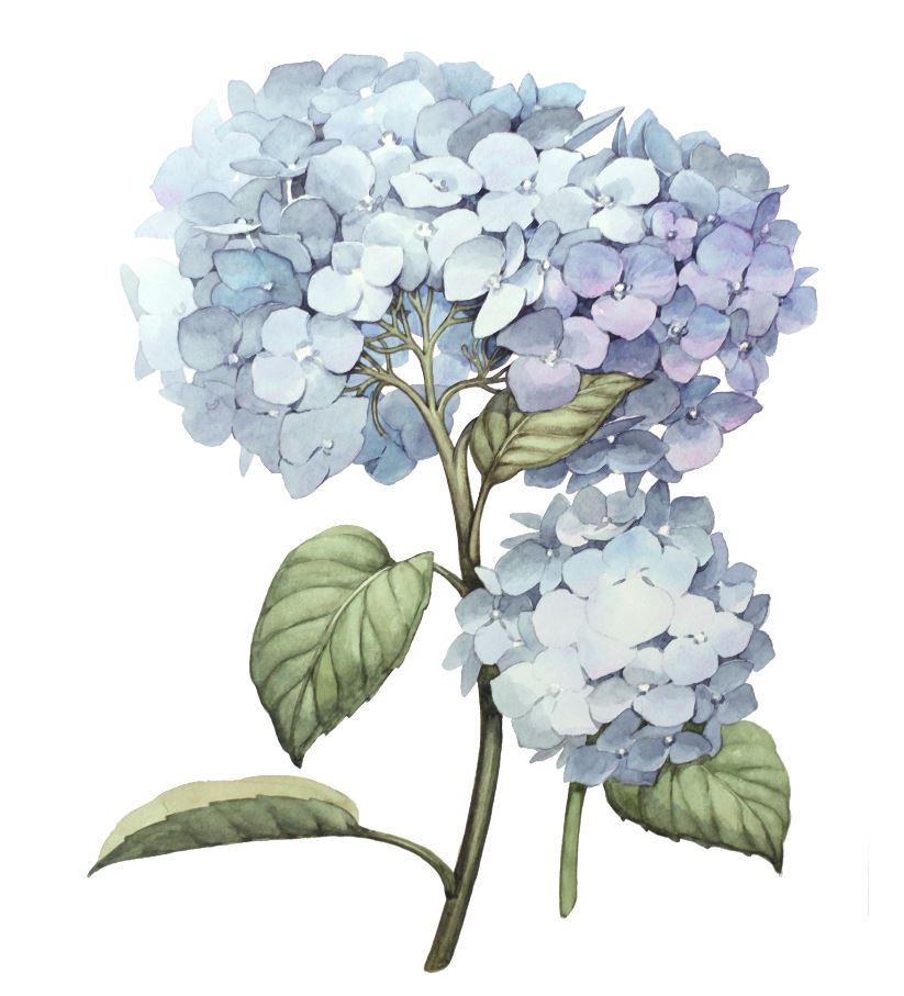 Square Canvas Hydrangea Floral Watercolor Painting High Quality Print 100% Australian Made