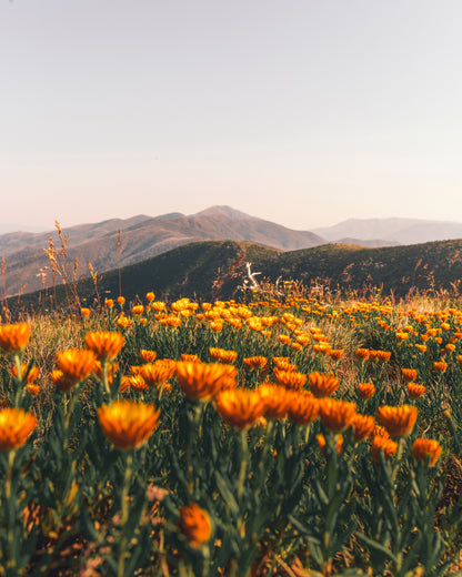 Orange Flower Field Photograph Home Decor Premium Quality Poster Print Choose Your Sizes