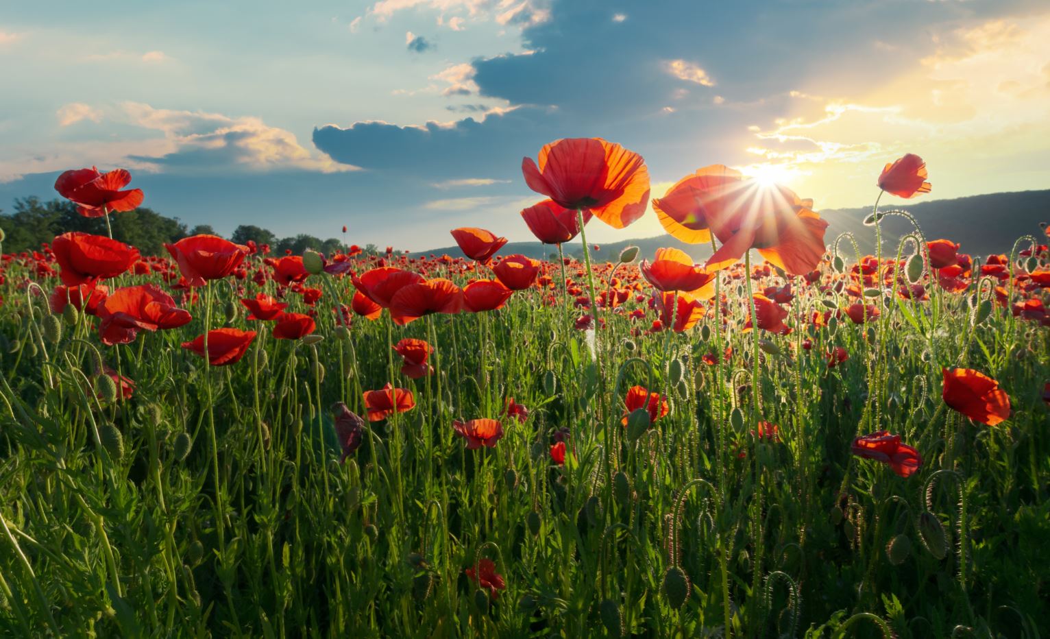 Tulip Field Scenery Photograph Print 100% Australian Made