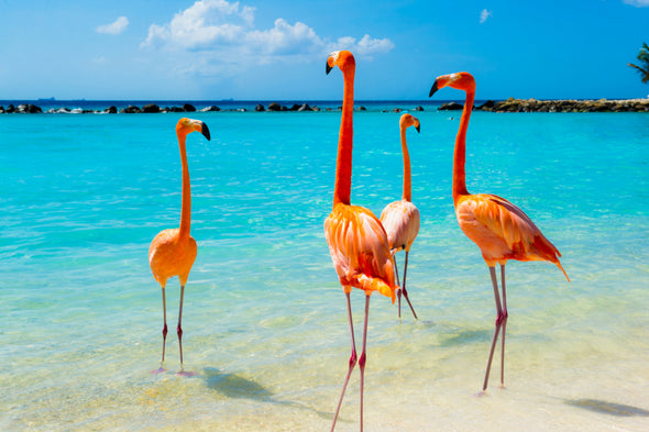 Flamingo Birds on Beach Photograph Print 100% Australian Made