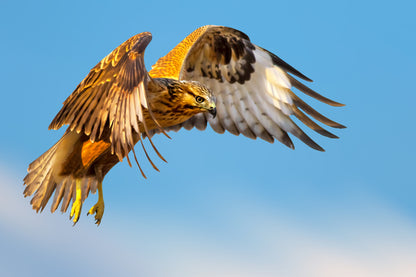 Flying Eagle Photograph Print 100% Australian Made