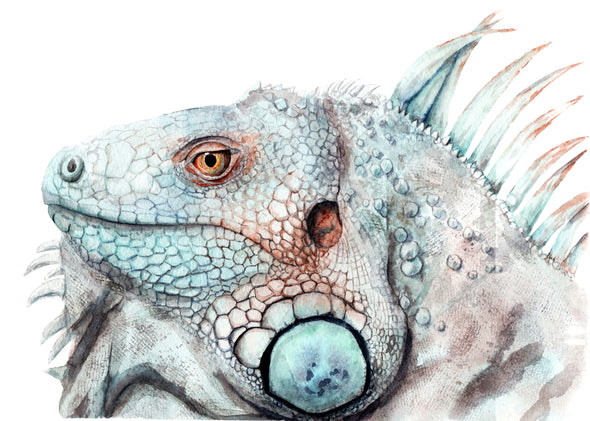 Iguana Portrait Watercolour Painting Print 100% Australian Made