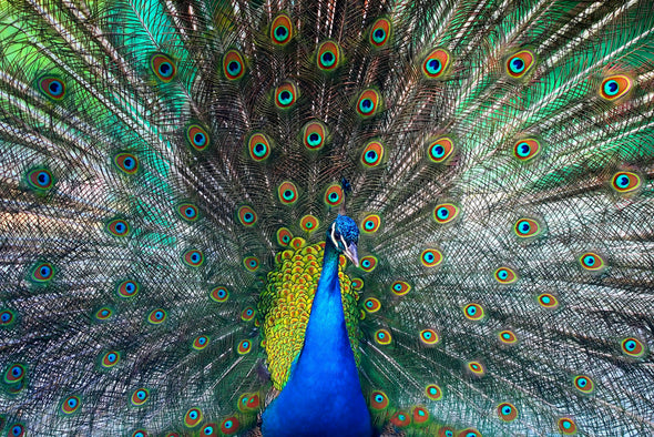 Peacock Portrait Photograph Print 100% Australian Made