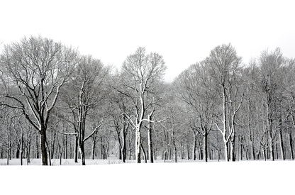 Trees Covered With Snow Photograph Print 100% Australian Made