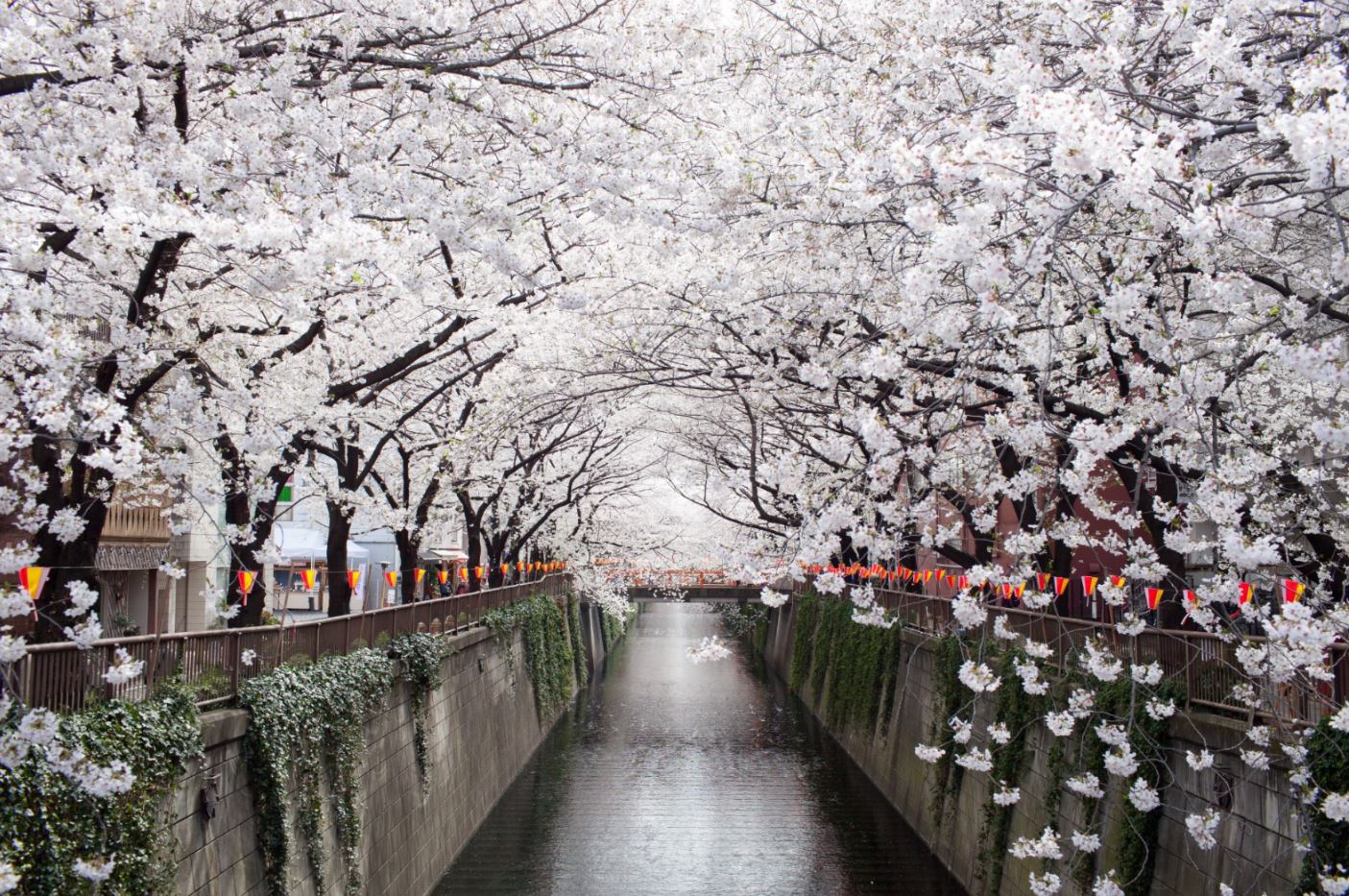 Canal & White Flower Trees View Home Decor Premium Quality Poster Print Choose Your Sizes