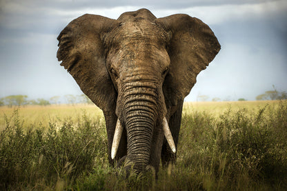 Elephant Walking in a Field Photograph Print 100% Australian Made