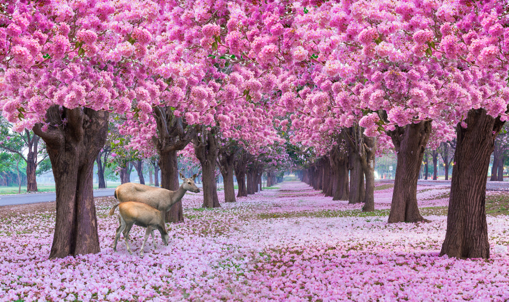 Rows of Beautiful Pink Flowers Trees With 2 Deers Print 100% Australian Made