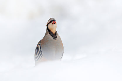 Partridge Bird Portrait Photograph Print 100% Australian Made