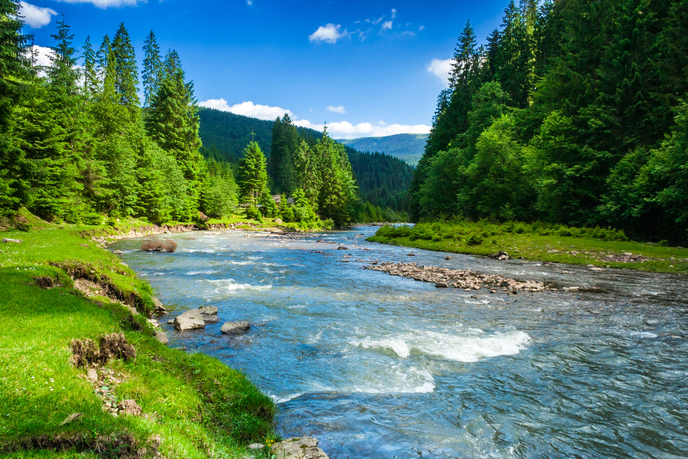 Stunning Water Stream Between Forest Photograph Print 100% Australian Made