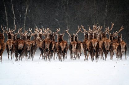 Herd of Reindeer Walking Photograph Print 100% Australian Made