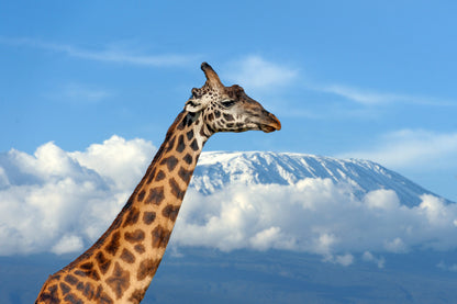 Giraffe Portrait with Mountain View Photograph Print 100% Australian Made