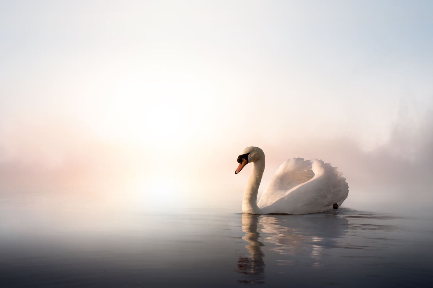 Swan on a Lake Photograph Home Decor Premium Quality Poster Print Choose Your Sizes