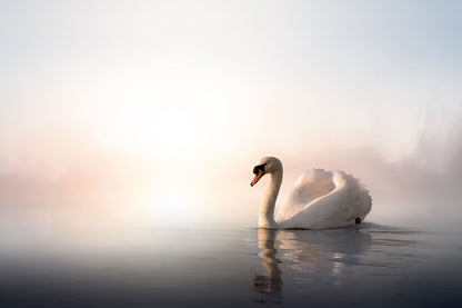 Swan on a Lake Photograph Print 100% Australian Made