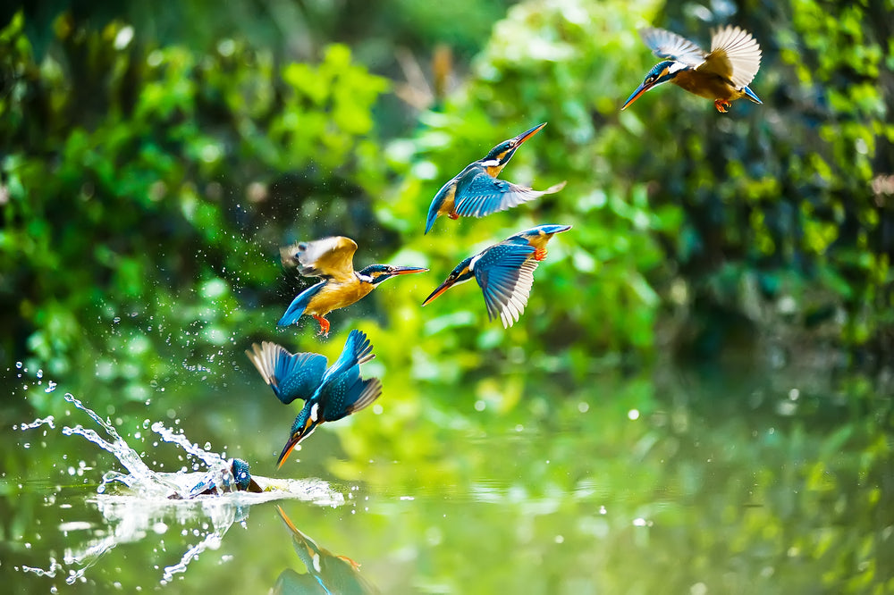 Kingfisher Birds Photograph Home Decor Premium Quality Poster Print Choose Your Sizes