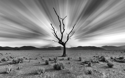 Single Dead Tree On a Valley B&W Photograph Print 100% Australian Made