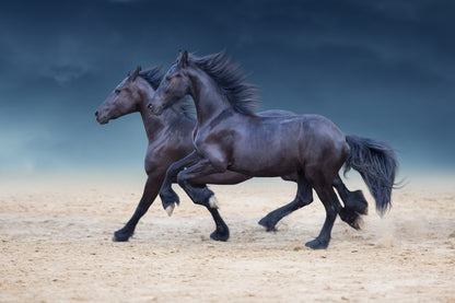 Two Shiny Black Horses Running Print Ready to Hang 100% Australian Made