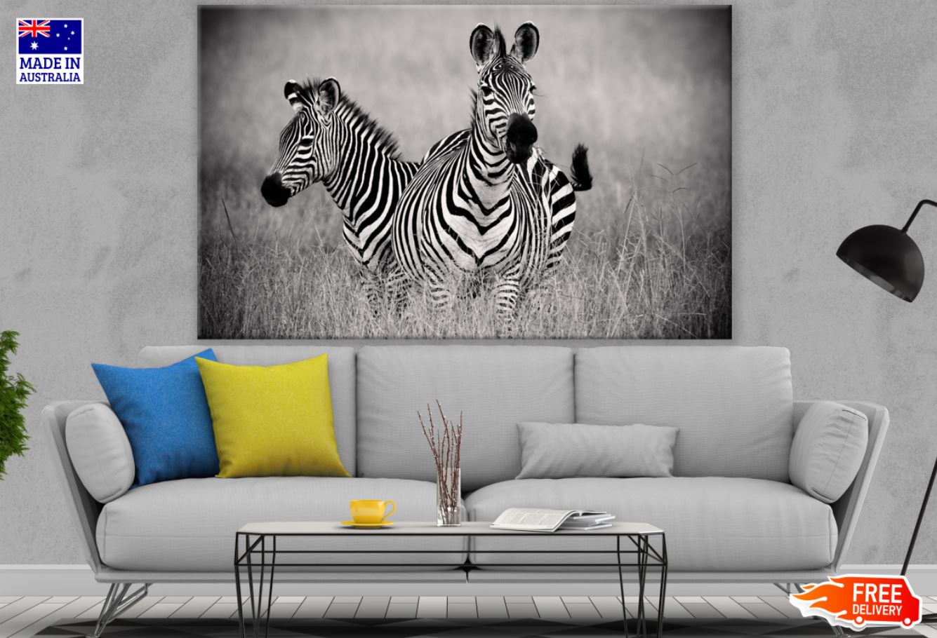 Zebras B&W Photograph Print 100% Australian Made