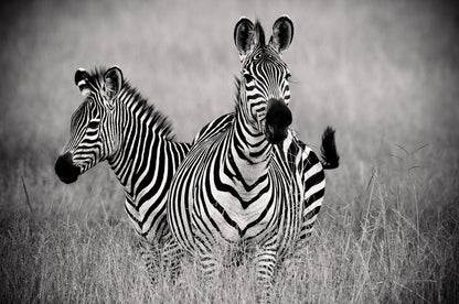 Zebras B&W Photograph Print 100% Australian Made