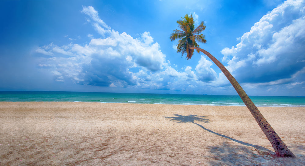 Palm Tree on Beach & Sea Scenery Photograph Print 100% Australian Made