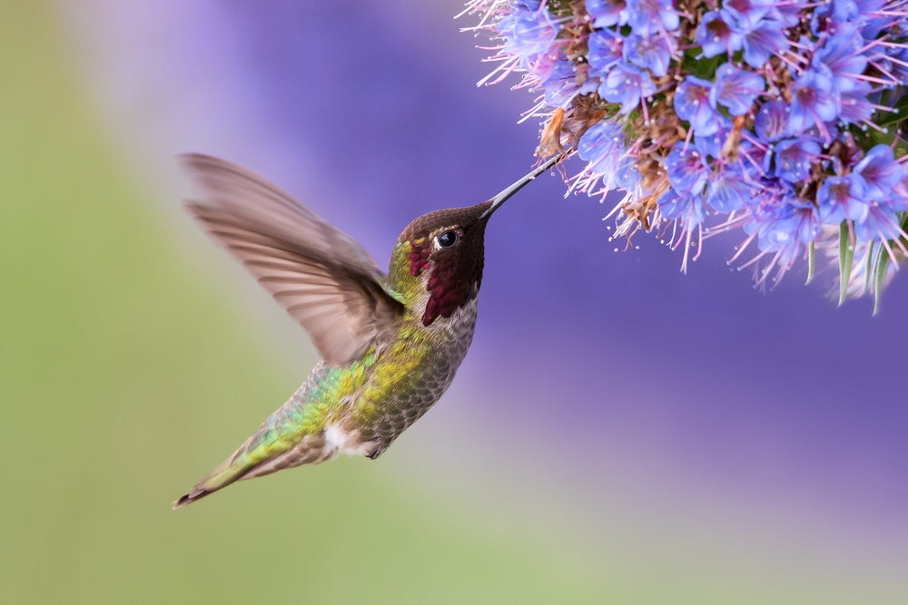 Humming Bird Drinking Nectar Photograph Print 100% Australian Made