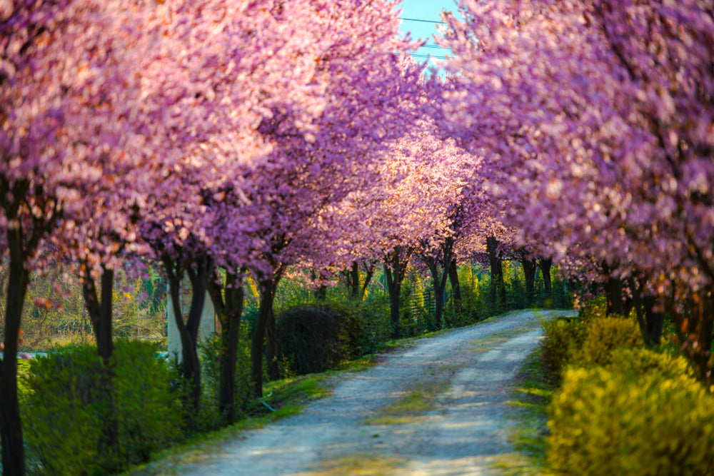 Road Between Blossom Tree Raws Photograph Print 100% Australian Made