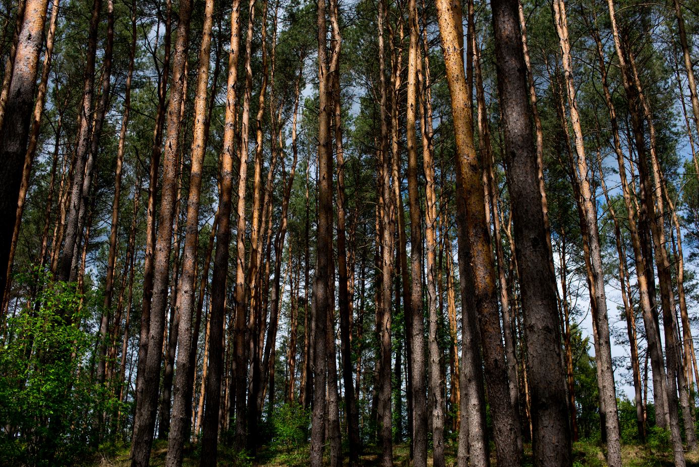 Forest with Tall Trees Photograph Print 100% Australian Made