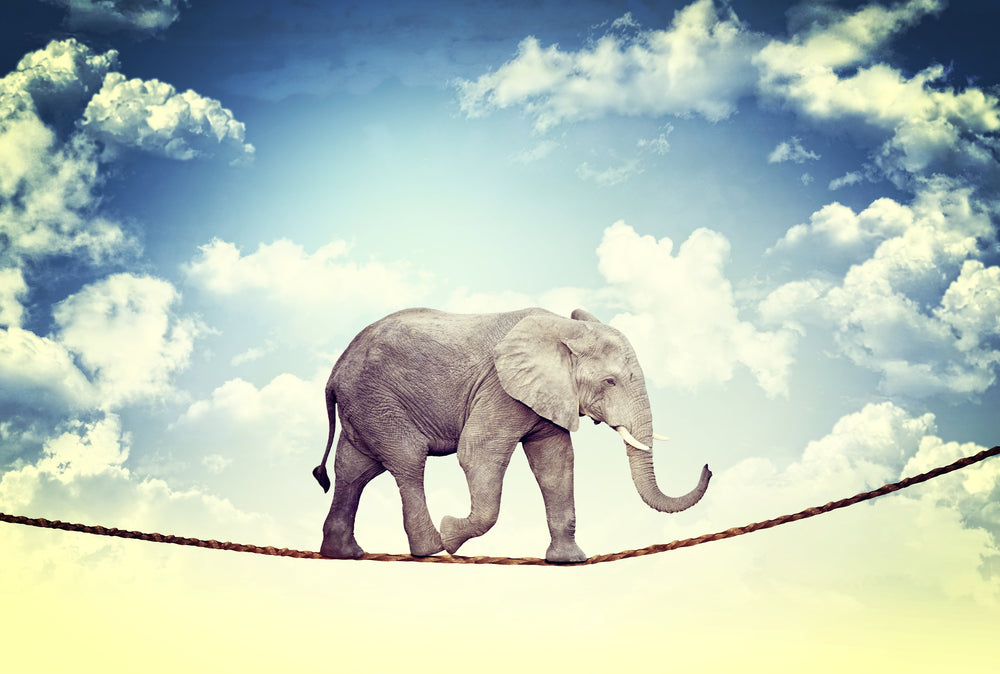 Elephant Walking on A WIre Photograph Print 100% Australian Made