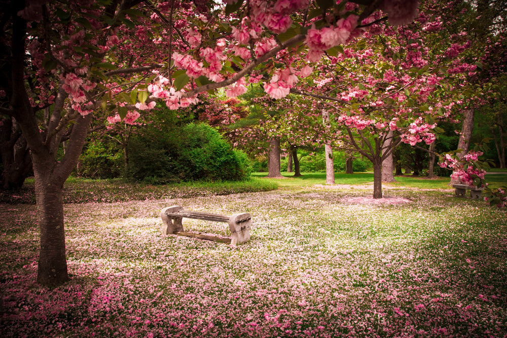 Bench Under Cherry Blossom Trees Floral Rain Photograph Print 100% Australian Made