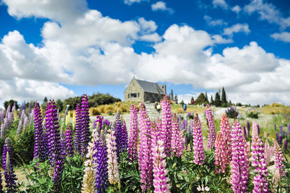 House Near Flower Field Scenery Home Decor Premium Quality Poster Print Choose Your Sizes