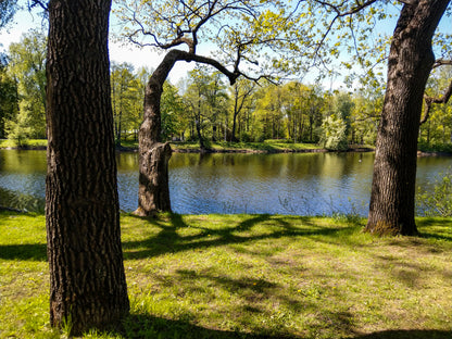 Forest Near Lake View Photograph Print 100% Australian Made