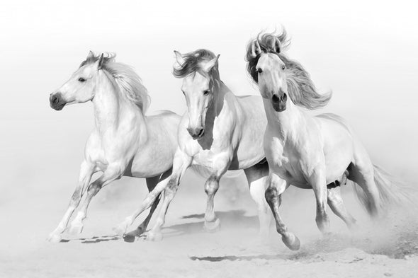 Three Horses Running on Sand Print 100% Australian Made