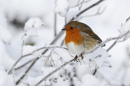 Robin Bird Sitting on Branch Snow Photograph Print 100% Australian Made