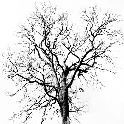 Square Canvas Dead Tree B&W Photograph High Quality Print 100% Australian Made