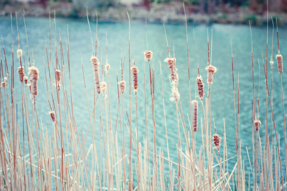 Grass Near Lake Photograph Home Decor Premium Quality Poster Print Choose Your Sizes