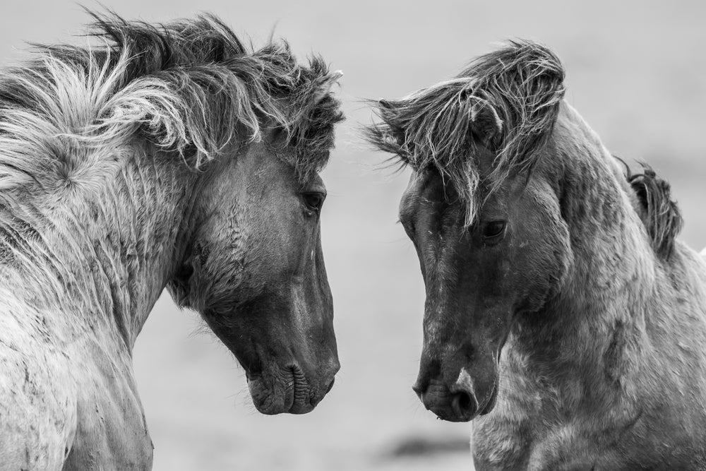 Horses Portrait B&W Photograph Print 100% Australian Made