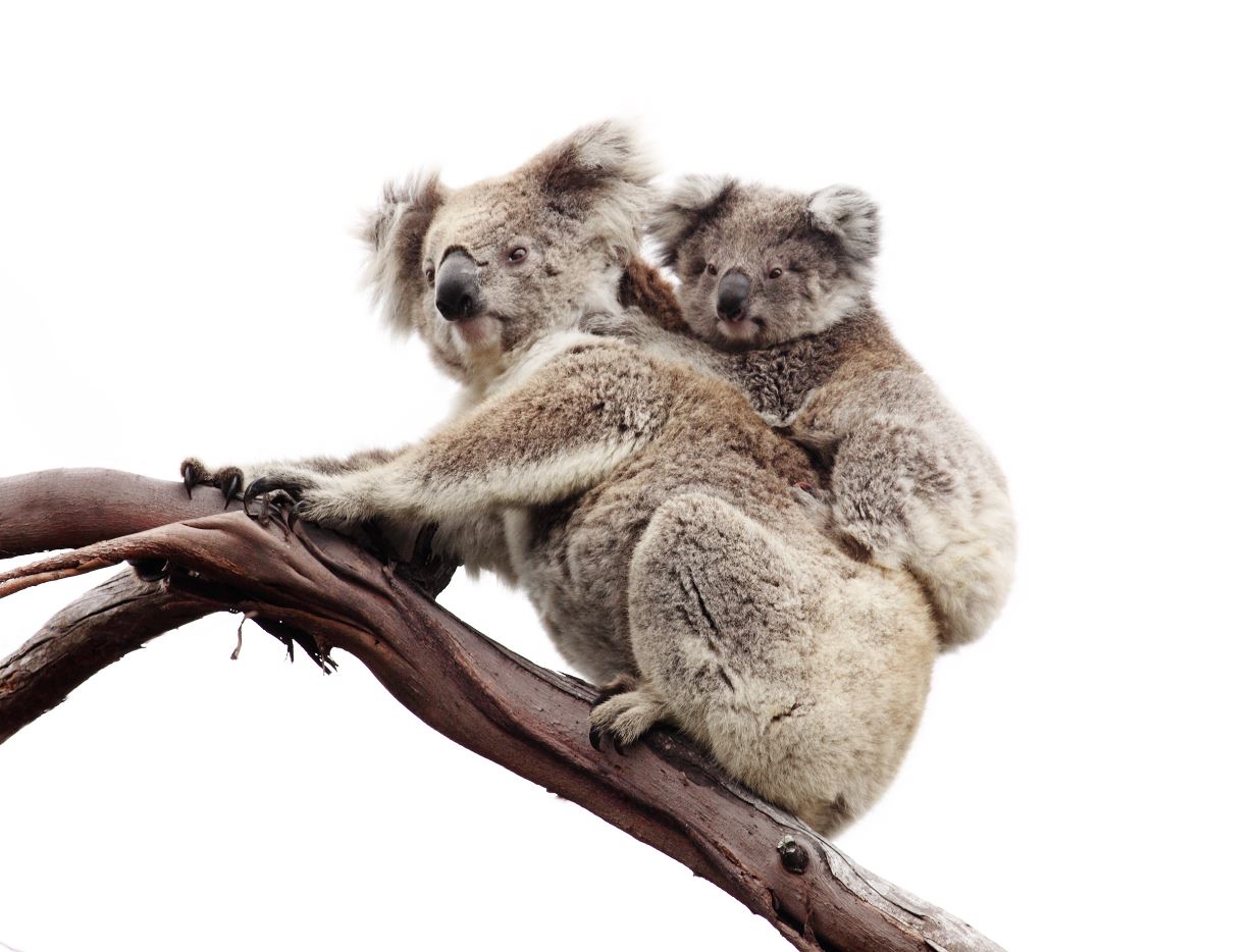 Koala & Baby on Tree Photograph Home Decor Premium Quality Poster Print Choose Your Sizes