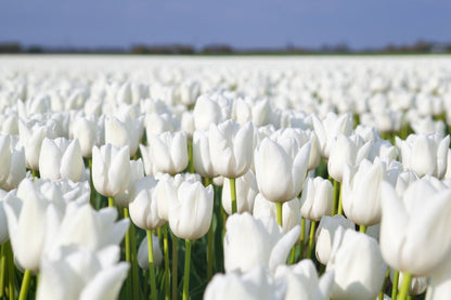 White Tulips Field Photograph Print 100% Australian Made