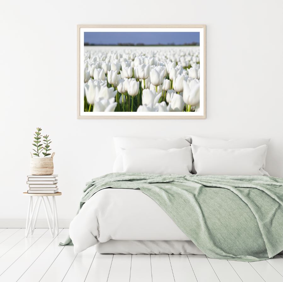 White Tulips Field Photograph Home Decor Premium Quality Poster Print Choose Your Sizes