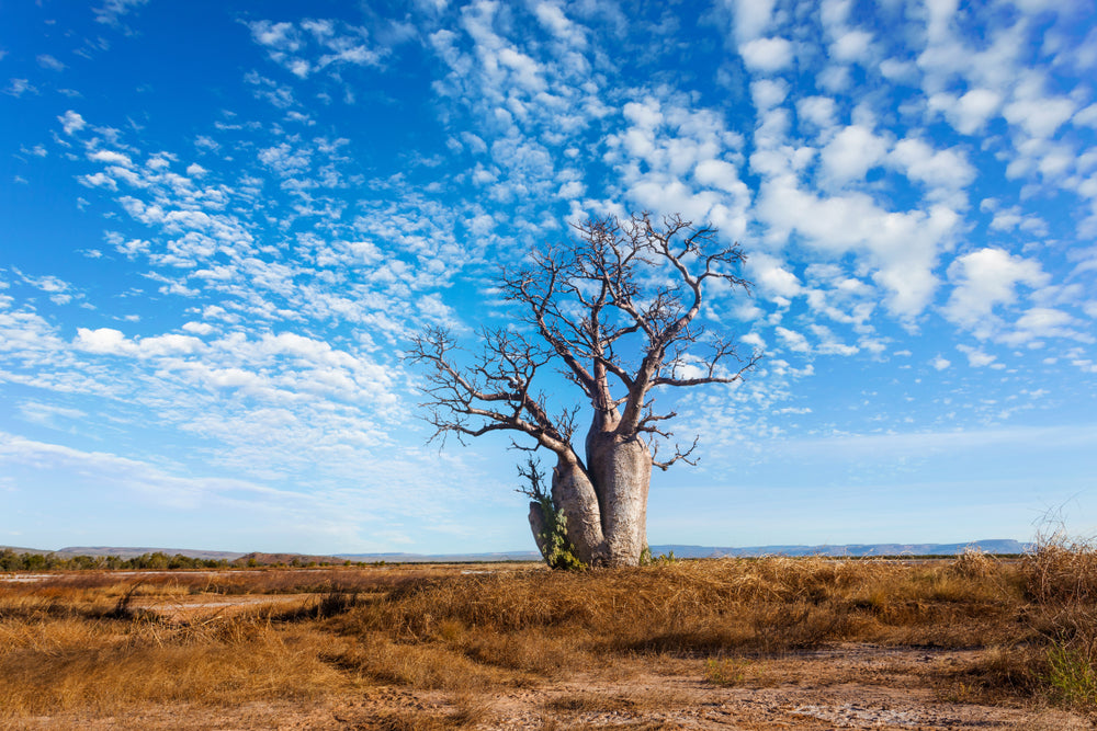 Single Tree in a Grass Field Stunning Sky Photograph Print 100% Australian Made