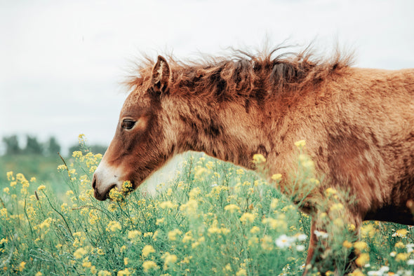Portrait of Red Foal on Field with Flowers Photograph Print 100% Australian Made