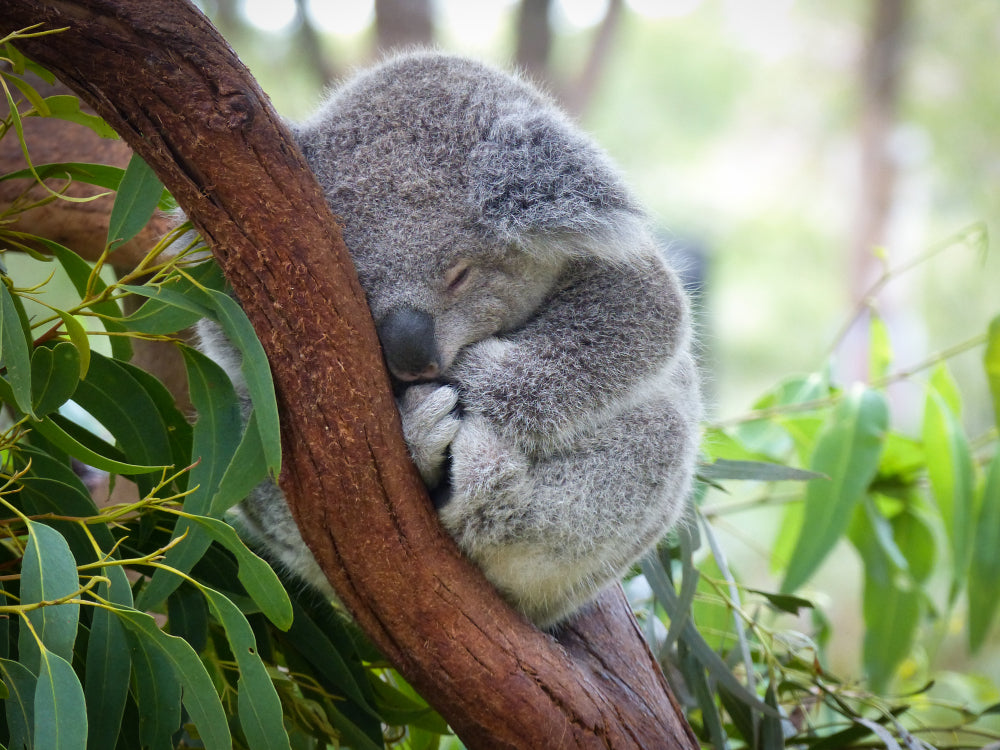 Koala Bear on a Tree Photograph Home Decor Premium Quality Poster Print Choose Your Sizes