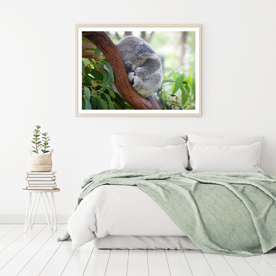 Koala Bear on a Tree Photograph Home Decor Premium Quality Poster Print Choose Your Sizes