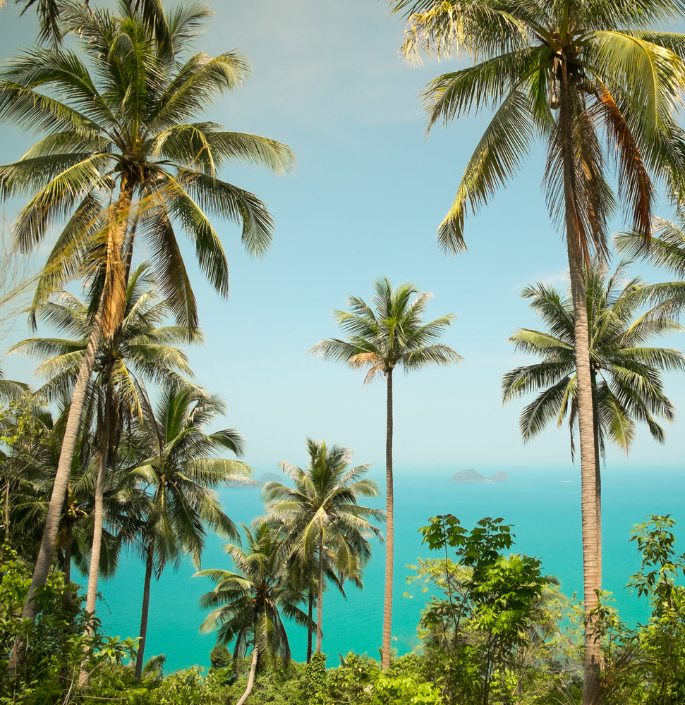 Square Canvas Palm Trees & Sea Scenery Photograph High Quality Print 100% Australian Made