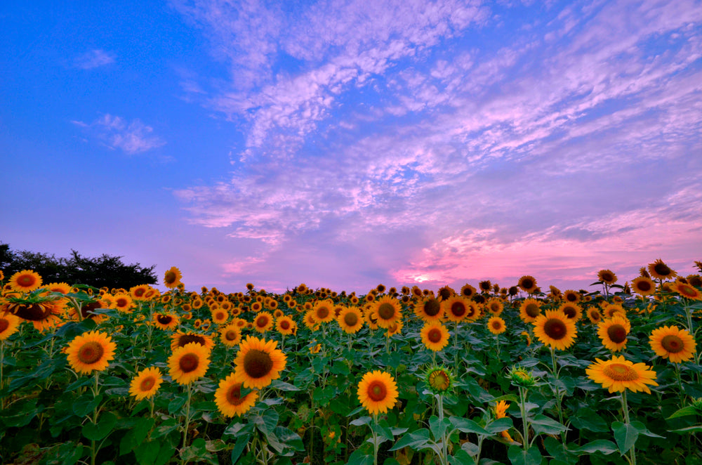 Sunflower Field Sunset Photograph Home Decor Premium Quality Poster Print Choose Your Sizes