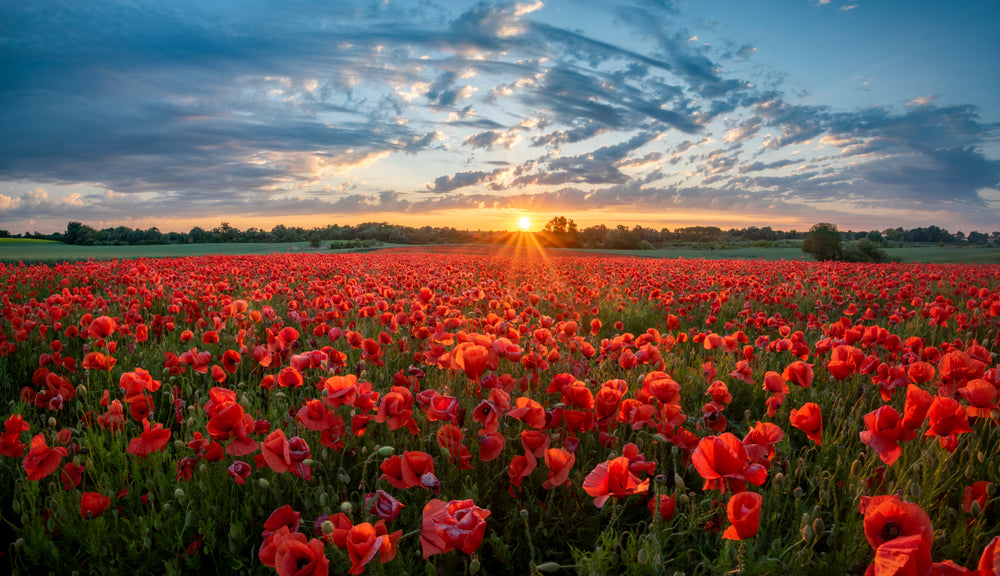 Poppy Field at Sunset Photograph Print 100% Australian Made