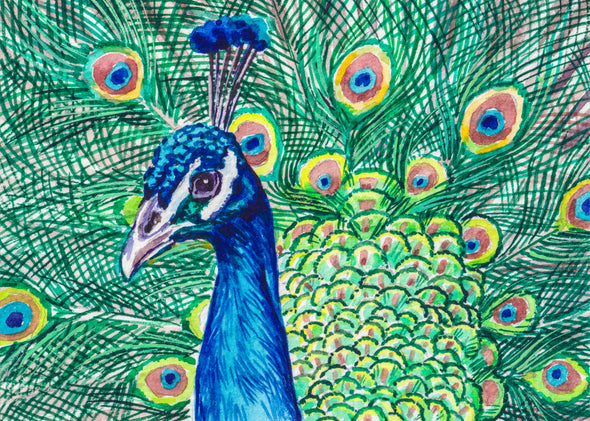 Peacock Bird Portrsit Watercolour Painting Print 100% Australian Made
