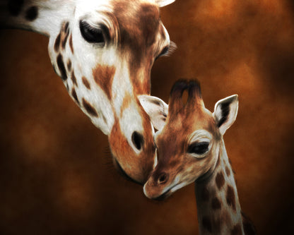 Giraffe Love Photograph Print 100% Australian Made